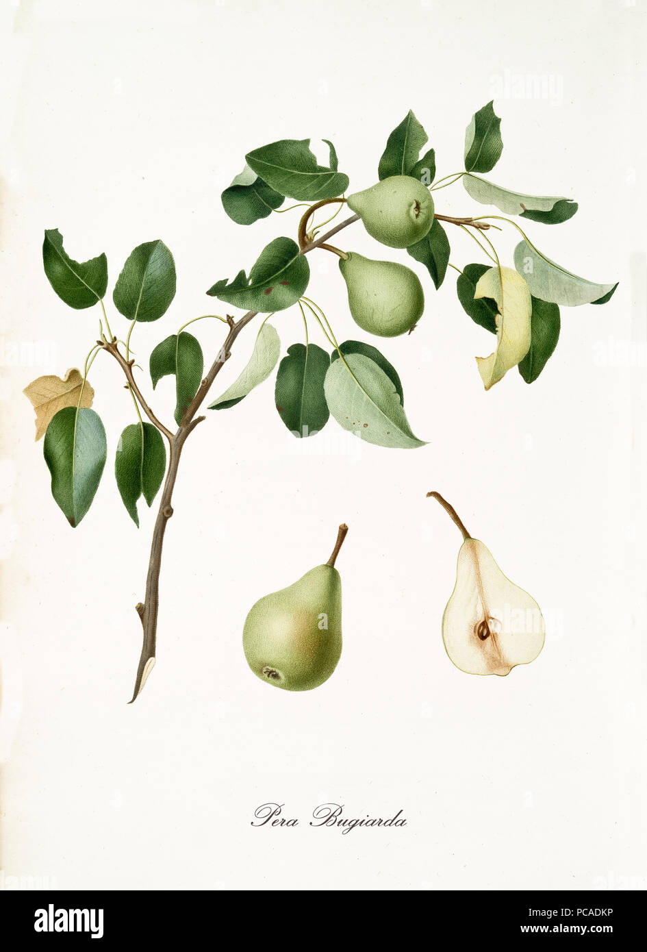 Green pears, called liar pears, on their single branch with leaves and isolated single fruit section on white background. Old botanical illustration realized by Giorgio Gallesio on 1817, 1839 Stock Photo