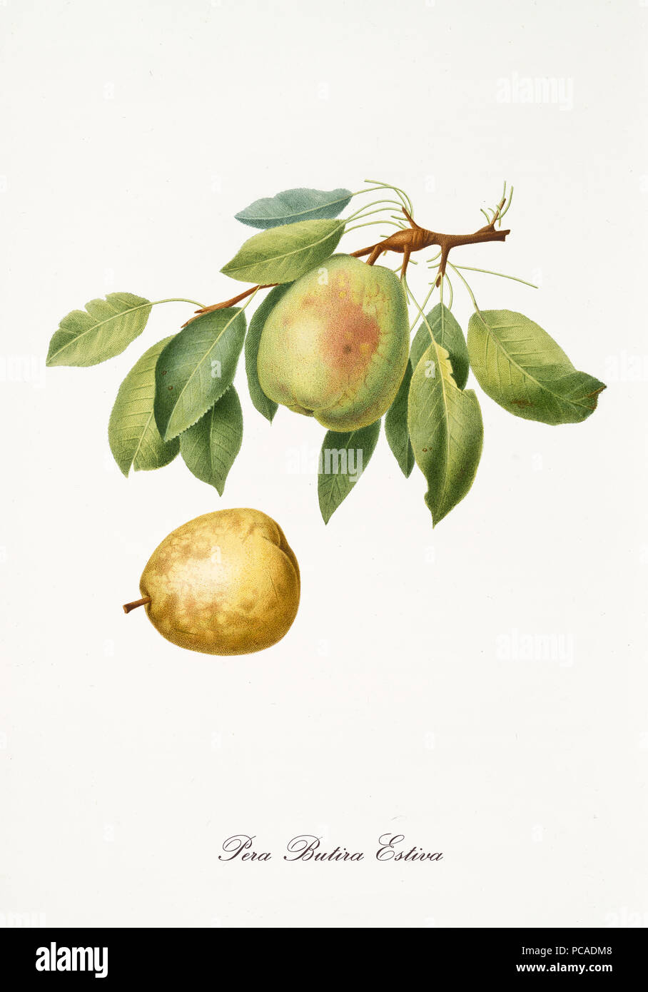 Single green pear with a little part of branch and leaves and isolated yellow pear on white background. Old botanical detailed illustration by Giorgio Gallesio on 1817, 1839 Stock Photo