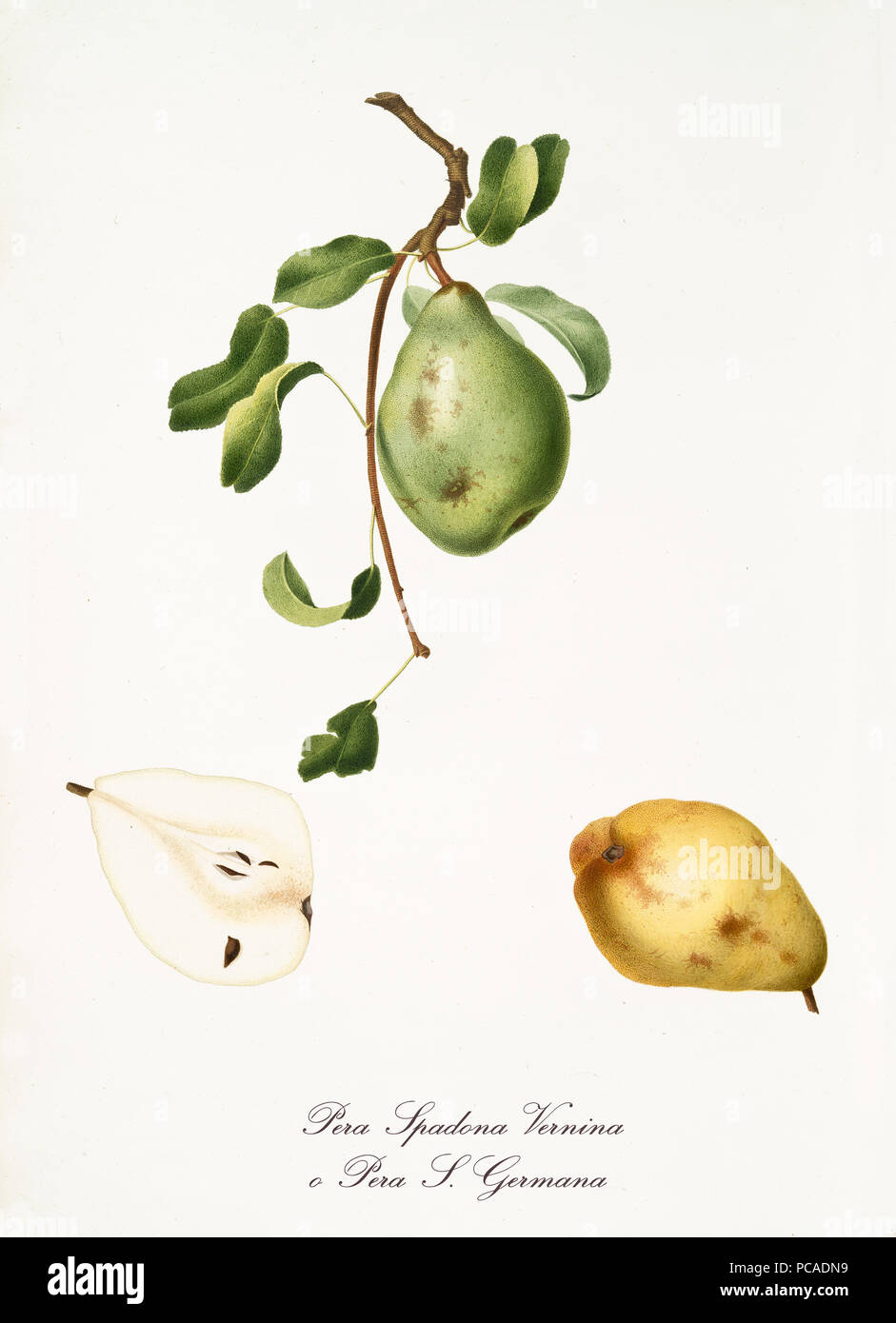 Single green pear with a little part of branch and leaves and isolated yellow pear and fruit section on white background. Old botanical detailed illustration by Giorgio Gallesio on 1817, 1839 Stock Photo