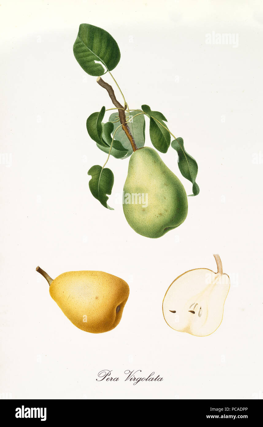 Pear, called Virgolata pear, on its single branch with leaves and isolated single fruit section on white background. Old botanical detailed illustration realized by Giorgio Gallesio on 1817, 1839 Stock Photo