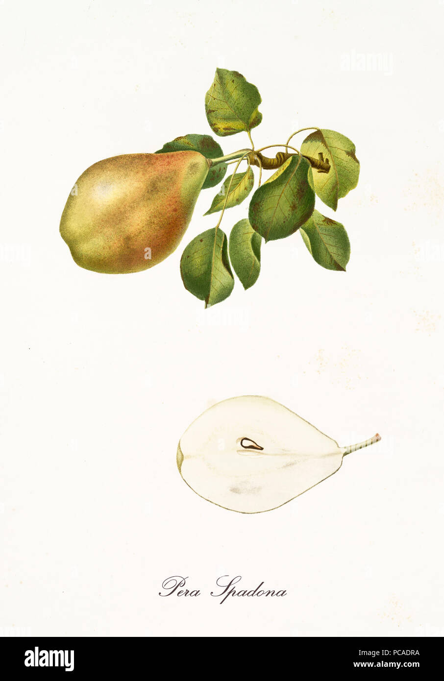 Pear, called Spadona pear, on single part of branch with leaves and isolated single fruit section on white background. Old botanical detailed illustration realized by Giorgio Gallesio on 1817, 1839 Stock Photo