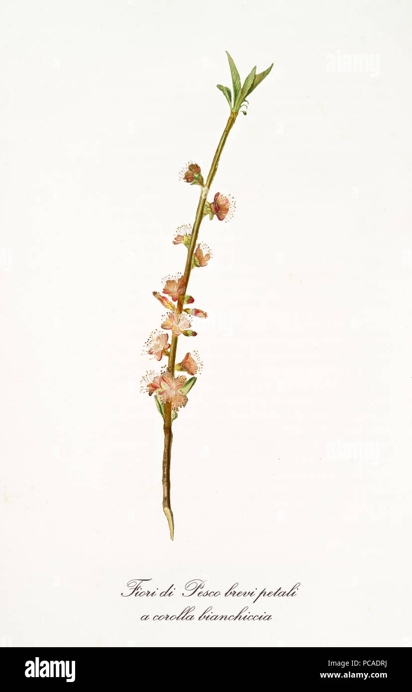 Orange peach flowers on a single peach branch vertical oriented on white background. Old botanical detailed illustration realized by Giorgio Gallesio on 1817,1839 Stock Photo