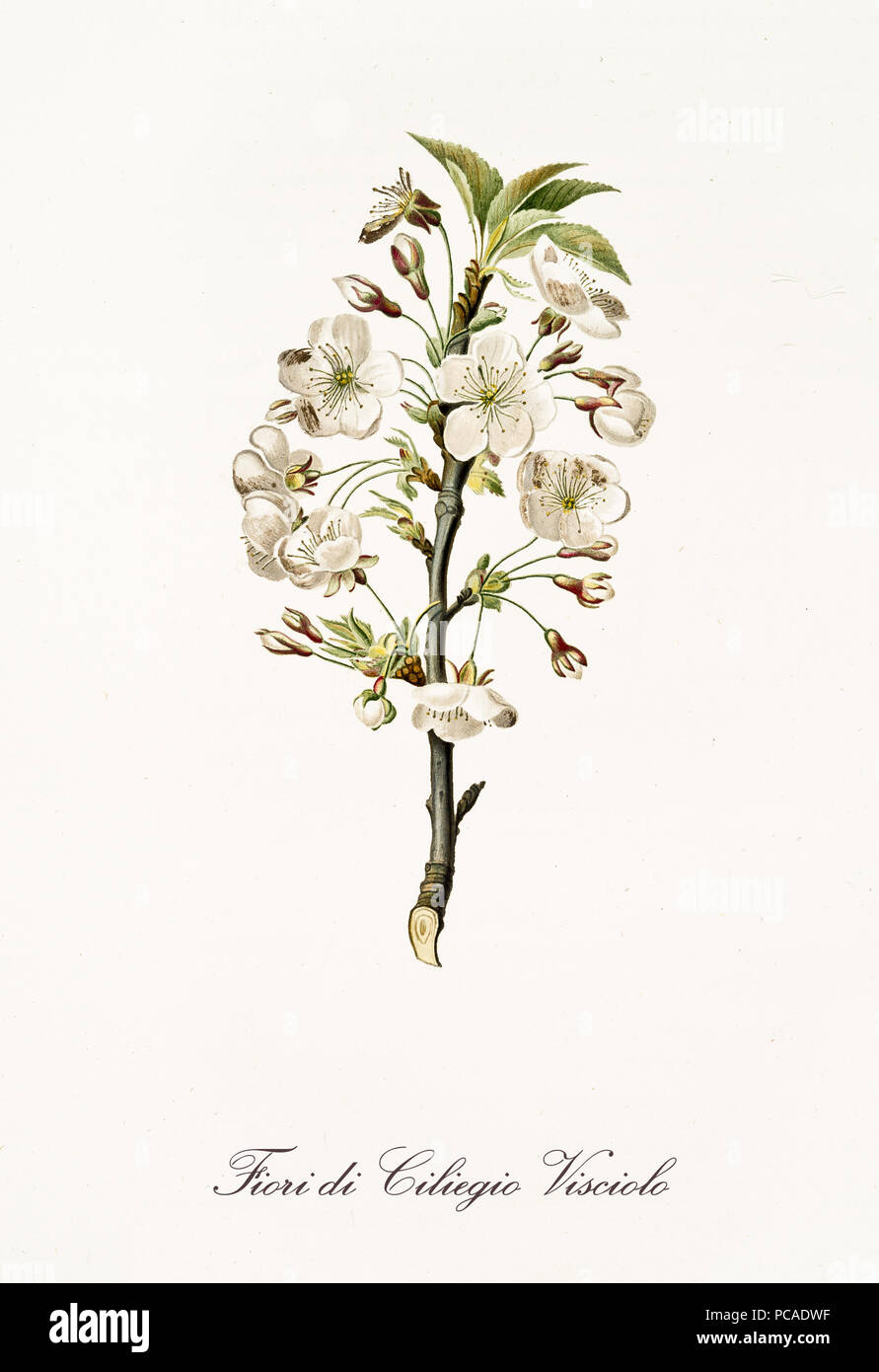 Single cherry blossom branch with white flowers. All the graphic composition is isolated over white background. Old detailed botanical illustration by Giorgio Gallesio published in 1817, 1839 Stock Photo