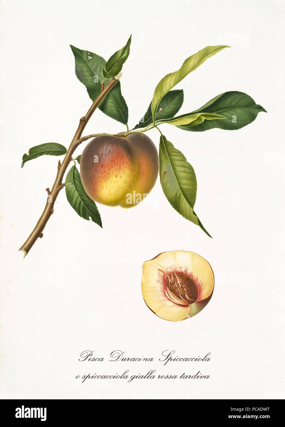 Single peach on branch with leaves and section of the fruit. All the elements are isolated over white background. Old detailed botanical illustration by Giorgio Gallesio published in 1817, 1839 Stock Photo