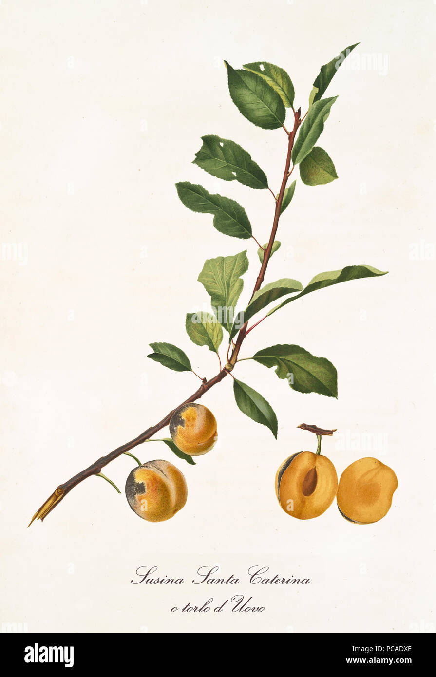 Two yellow plums on branch with leaves and section of the fruit. All the elements are isolated over white background. Old detailed botanical illustration by Giorgio Gallesio published in 1817, 1839 Stock Photo