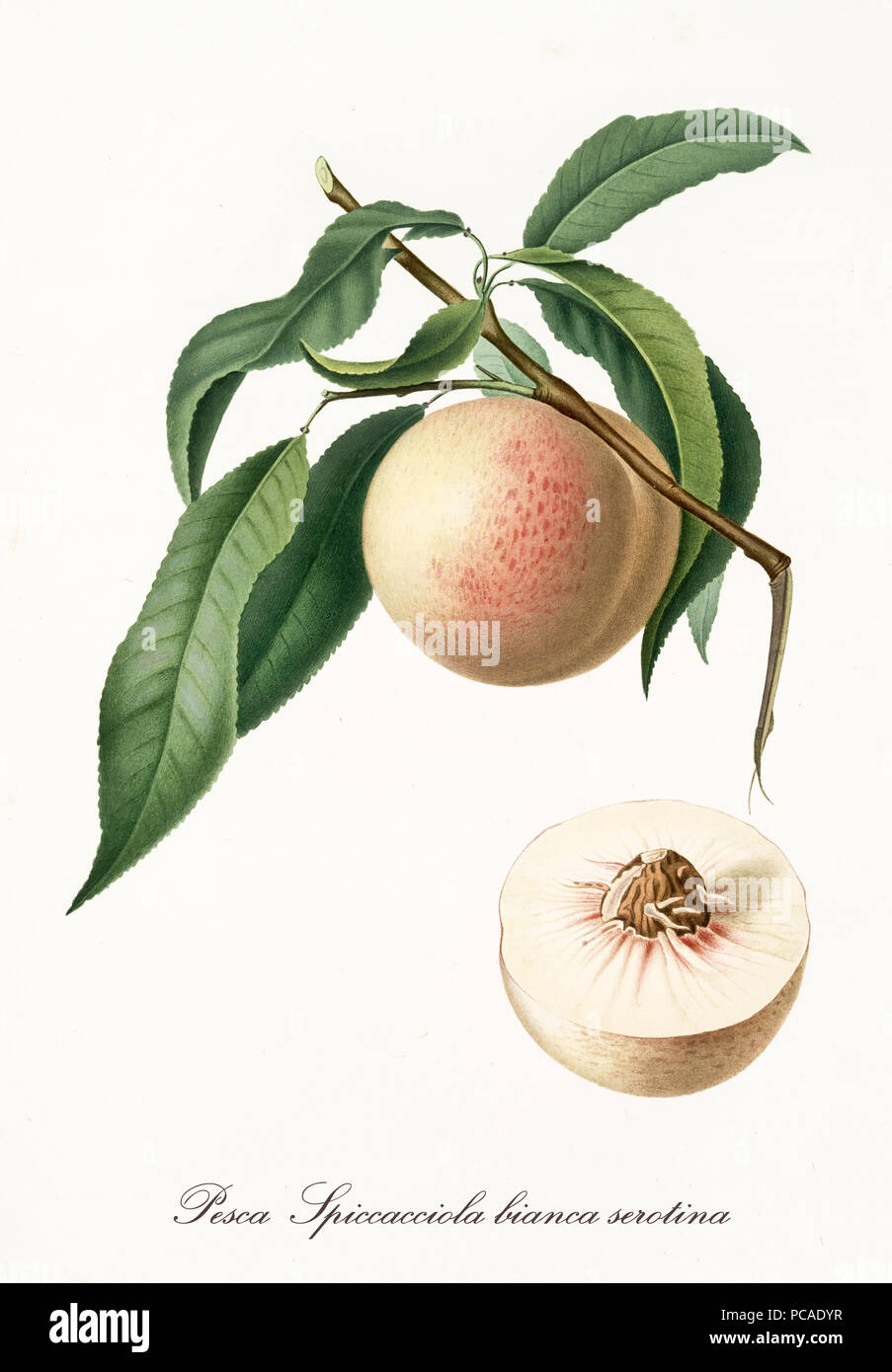 Single peach hanging from its branch with leaves and section of the fruit. Elements are isolated over white background. Old detailed botanical illustration by Giorgio Gallesio published in 1817, 1839 Stock Photo