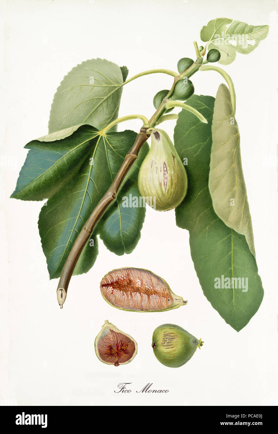Fig hanging from its branch with leaves and section of the fruit. Elements are isolated over white background. Old detailed botanical illustration by Giorgio Gallesio published in 1817, 1839 Stock Photo