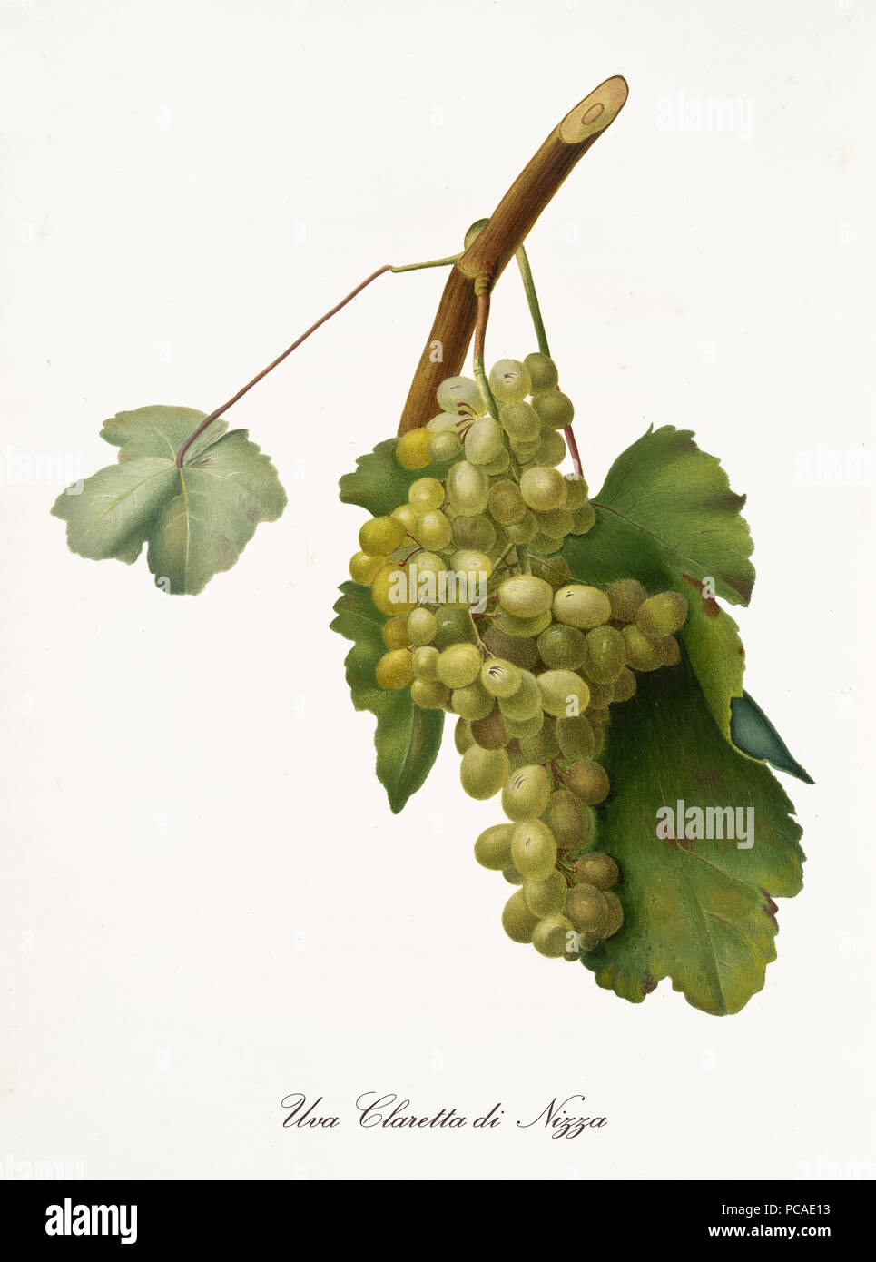 White grape on little part of vine branch with leaves. All the elements are isolated over white background. Old detailed botanical illustration by Giorgio Gallesio published in 1817, 1839 Stock Photo