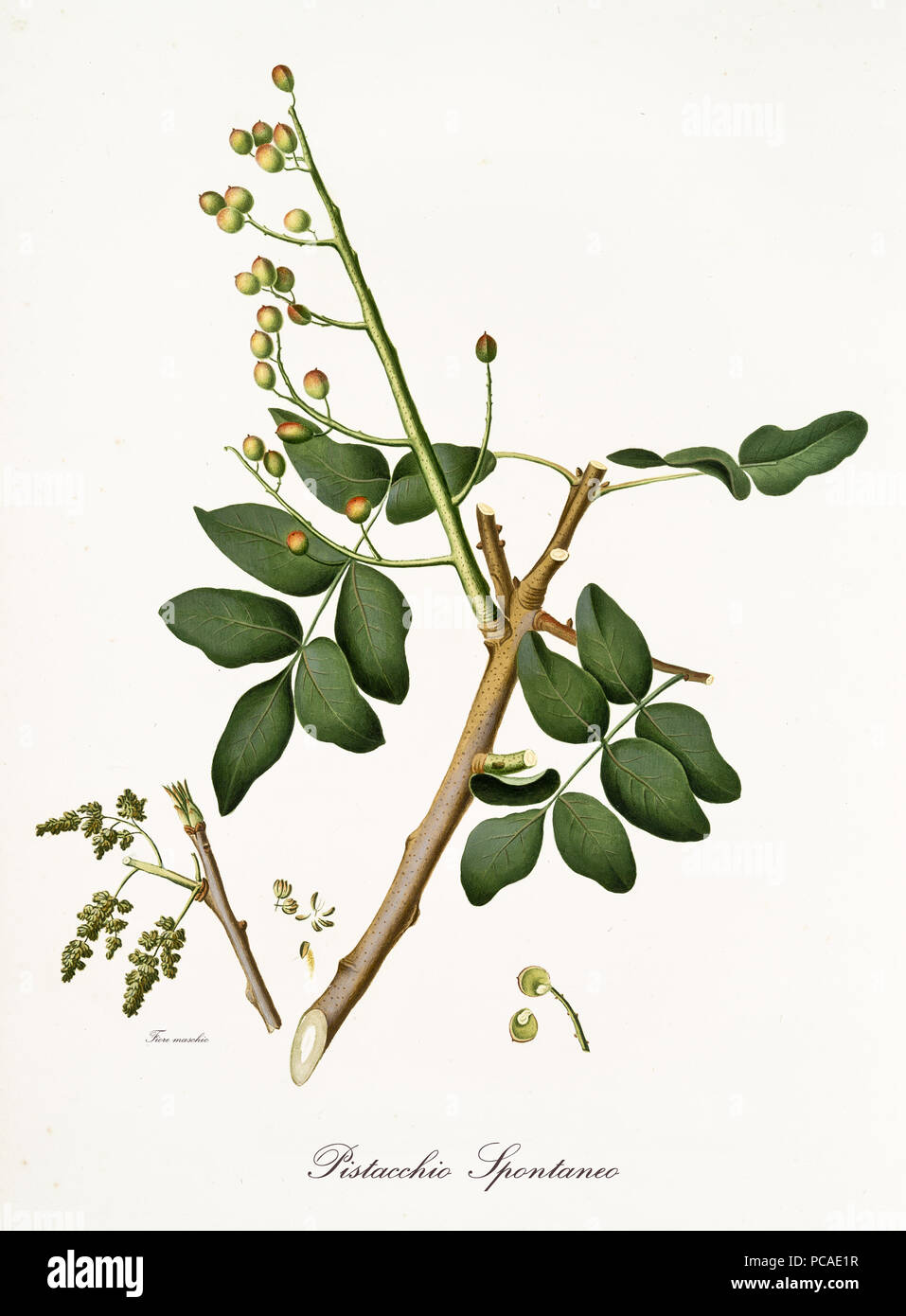 pistachio branch with leaves and other botanical elements. Graphic composition is isolated over white background. Old detailed botanical illustration by Giorgio Gallesio published in 1817, 1839 Stock Photo