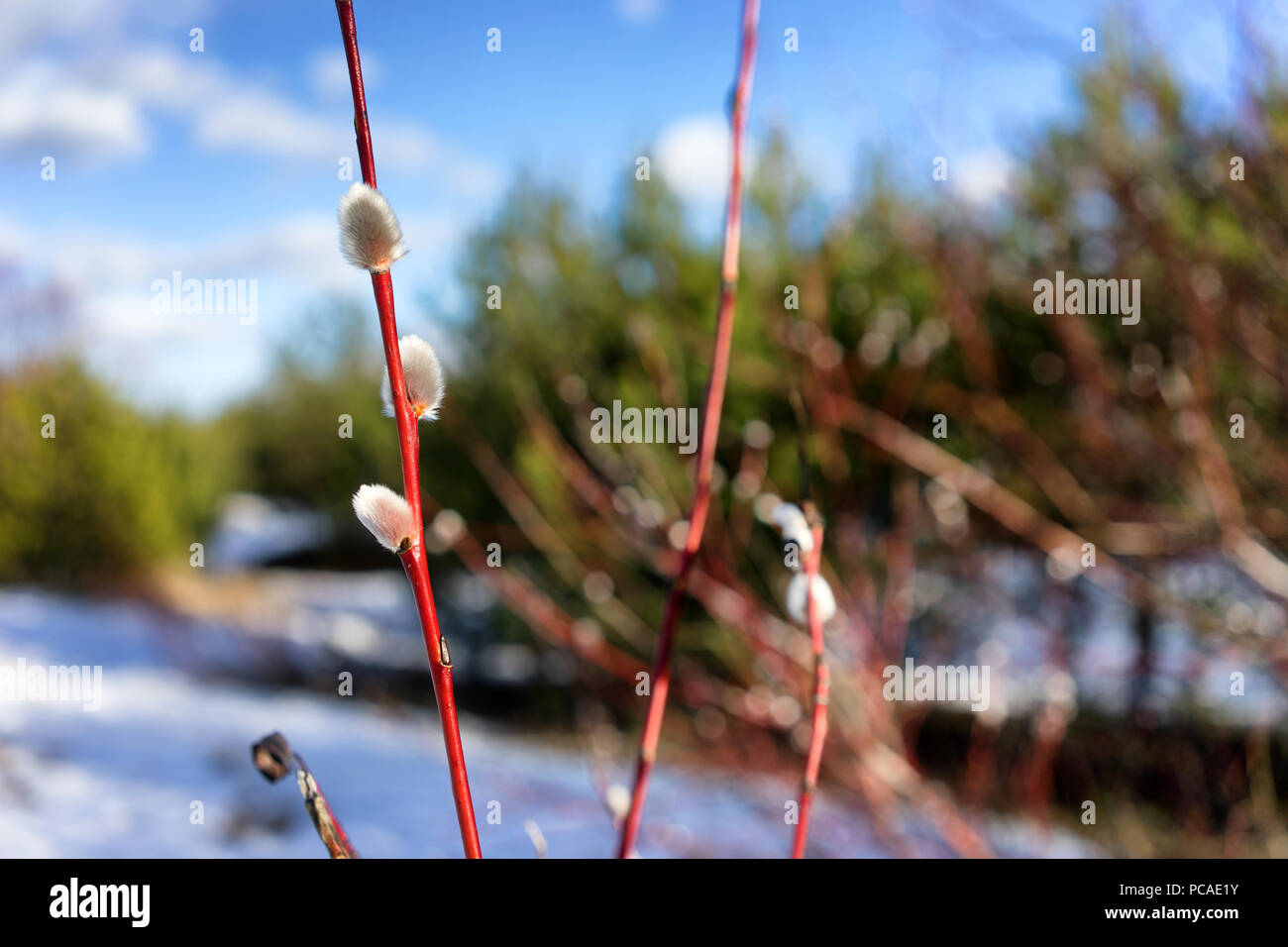 A branch of willow in the early spring in the woods on a