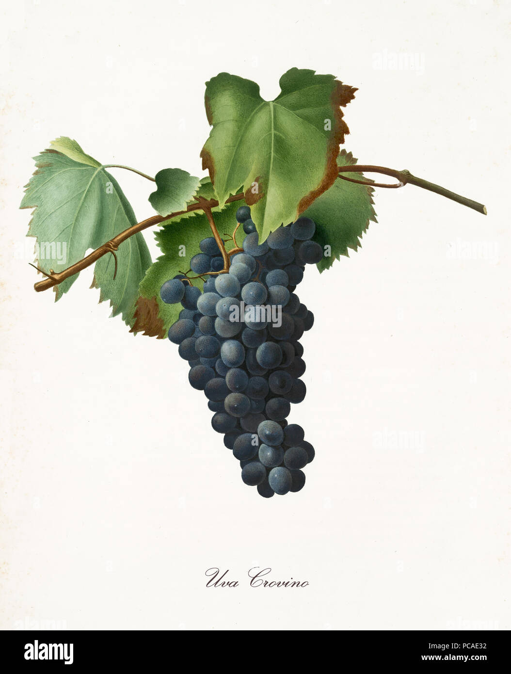 Black grape hanging from part of vine branch with leaves. All the elements are isolated over white background. Old detailed botanical illustration by Giorgio Gallesio published in 1817, 1839 Stock Photo