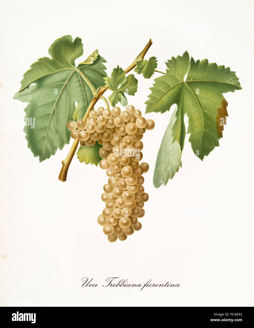 White grape hanging from part of vine branch with leaves. All the elements are isolated over white background. Old detailed botanical illustration by Giorgio Gallesio published in 1817, 1839 Stock Photo