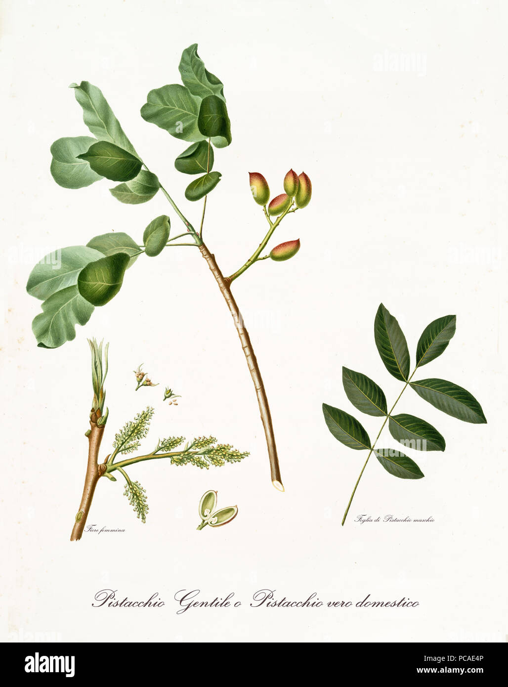 pistachio branch with leaves and other botanical elements. All composition is isolated over white background. Old detailed botanical illustration by Giorgio Gallesio published in 1817, 1839 Stock Photo
