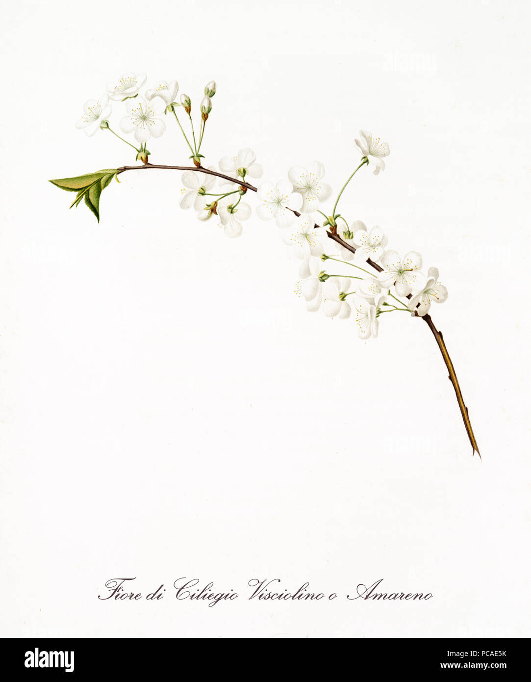 single cherry blossom branch with white flowers. Single isolated element over white background. Old detailed botanical illustration by Giorgio Gallesio published in 1817, 1839 Stock Photo