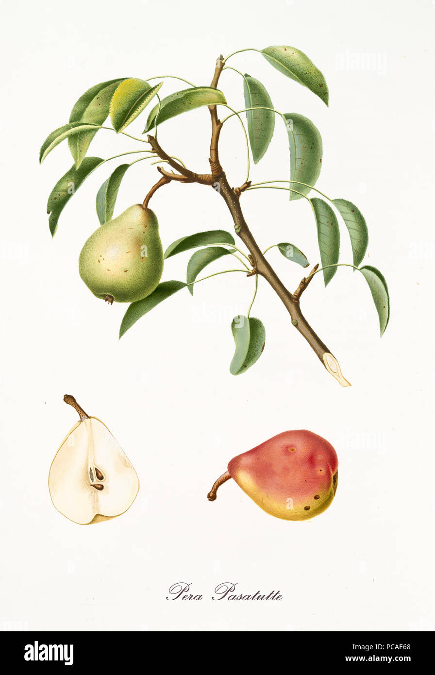 Pear hanging from its branch with leaves and section of the fruit. Elements are isolated over white background. Old detailed botanical illustration by Giorgio Gallesio published in 1817, 1839 Stock Photo