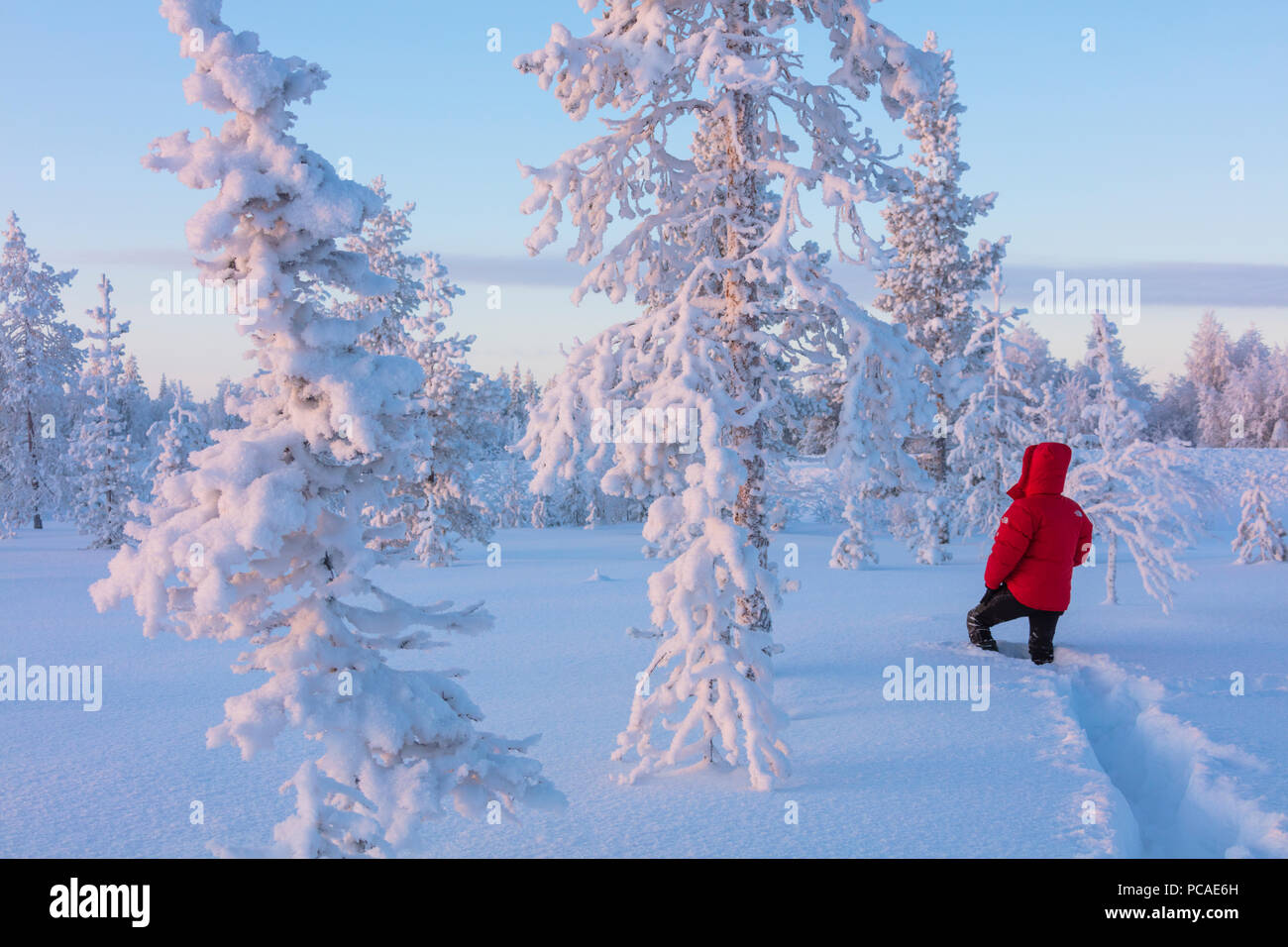 Hiker in the forest covered with snow, Luosto, Sodankyla municipality, Lapland, Finland, Europe Stock Photo