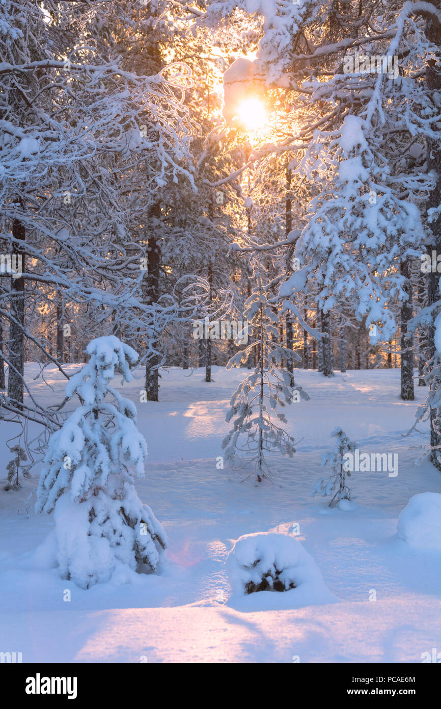 Sun rays on the snowy woods, Luosto, Sodankyla municipality, Lapland, Finland, Europe Stock Photo