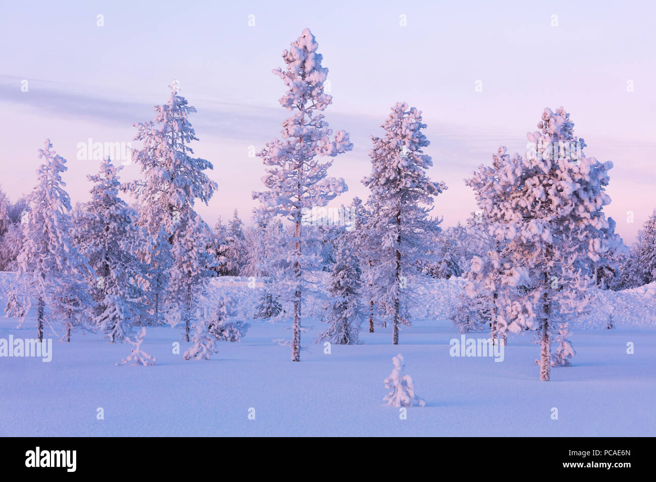 Frozen trees in the snowy woods, Luosto, Sodankyla municipality, Lapland, Finland, Europe Stock Photo
