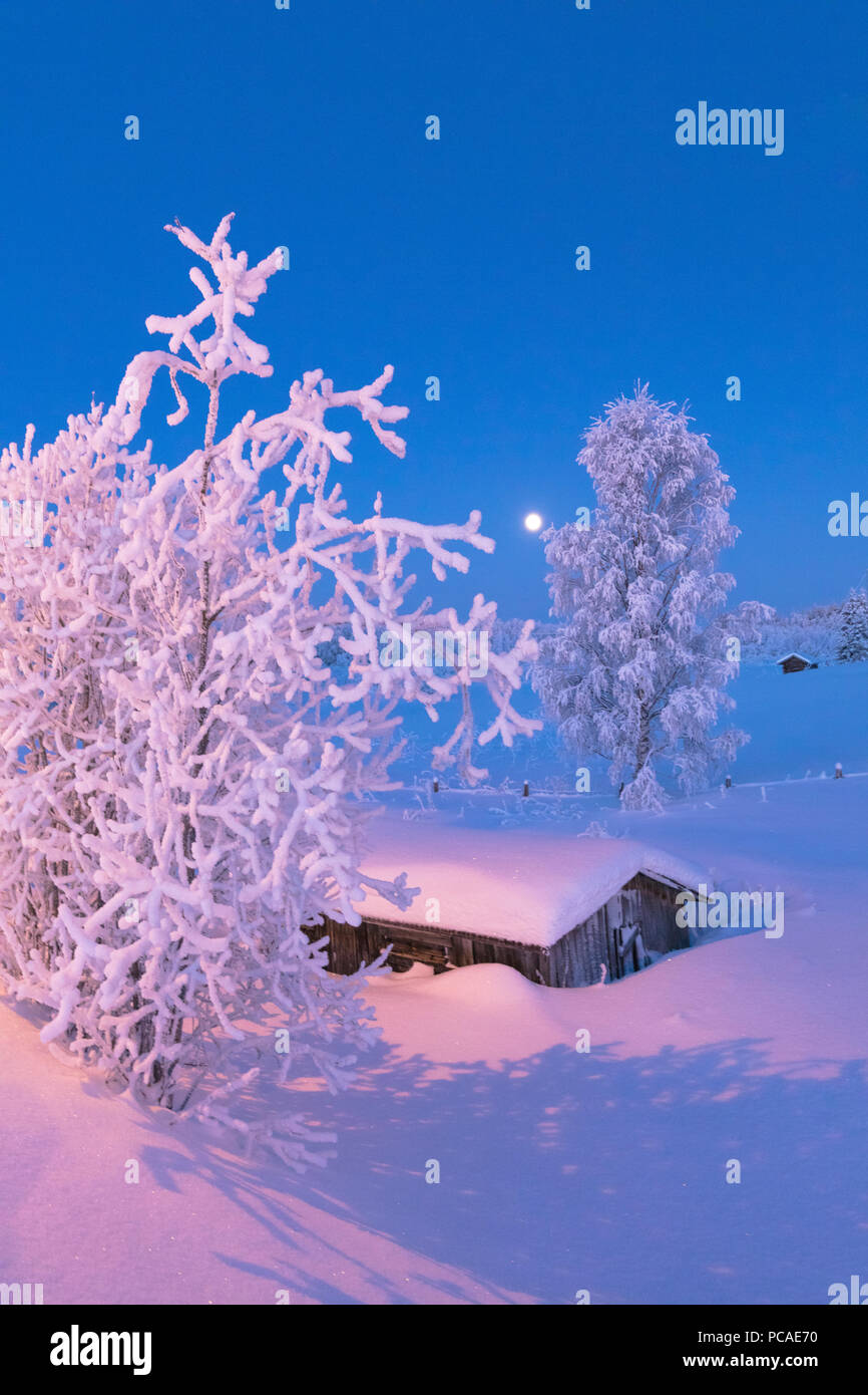 Dusk on frozen tree and hut, Sodankyla, Lapland, Finland, Europe Stock Photo