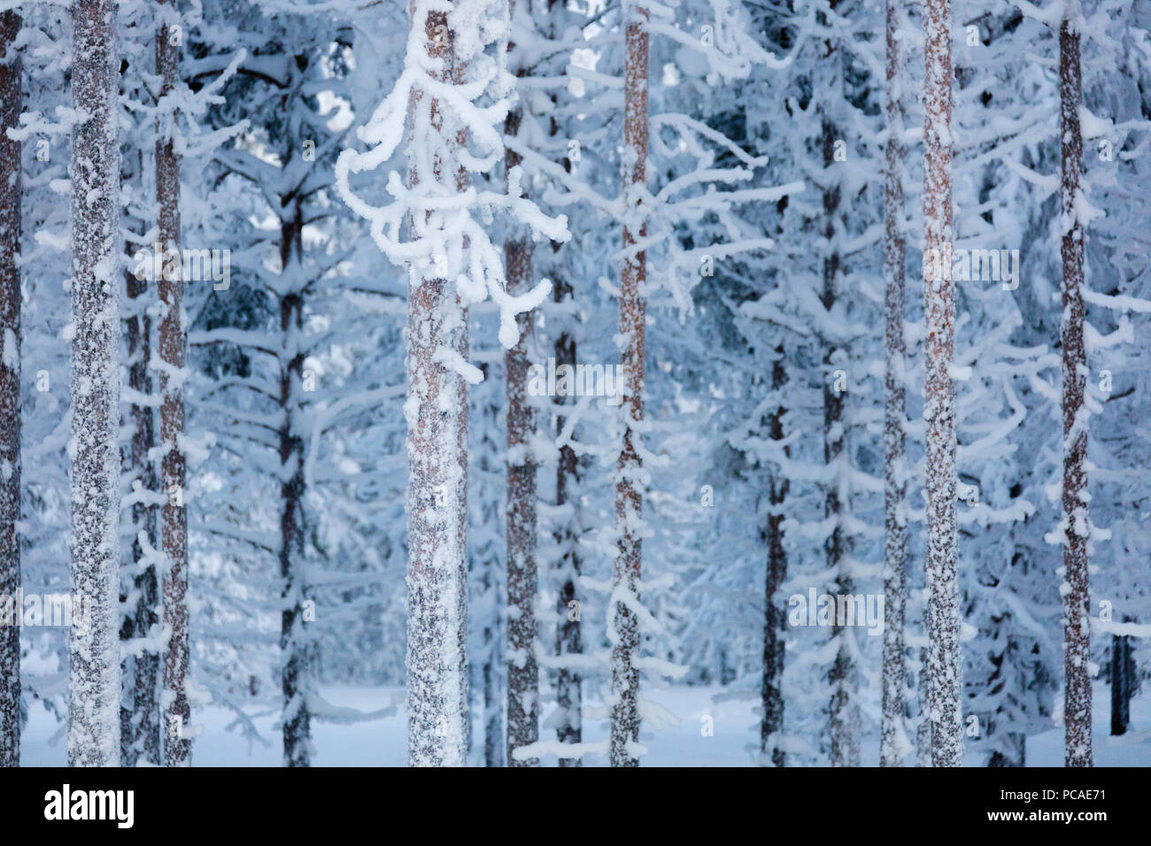 Frozen tree trunks in the forest, Sodankyla, Lapland, Finland, Europe Stock Photo