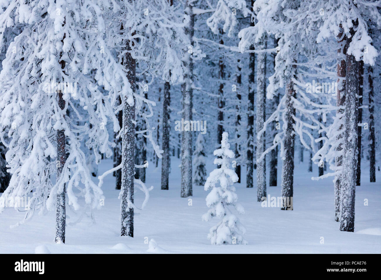 Frozen trees in the snow capped forest, Sodankyla, Lapland, Finland, Europe Stock Photo