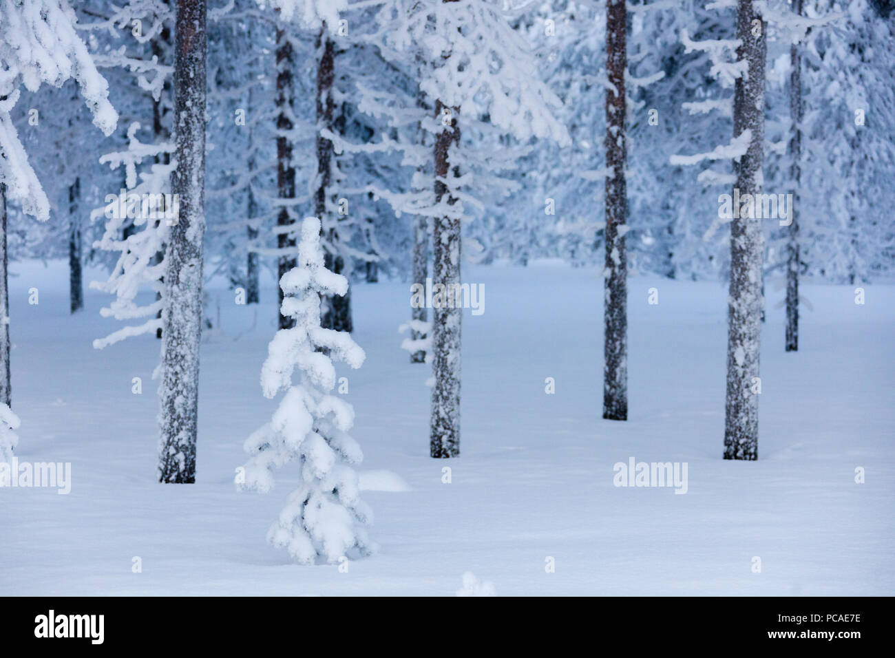 Frozen dwarf shrub, Sodankyla, Lapland, Finland, Europe Stock Photo