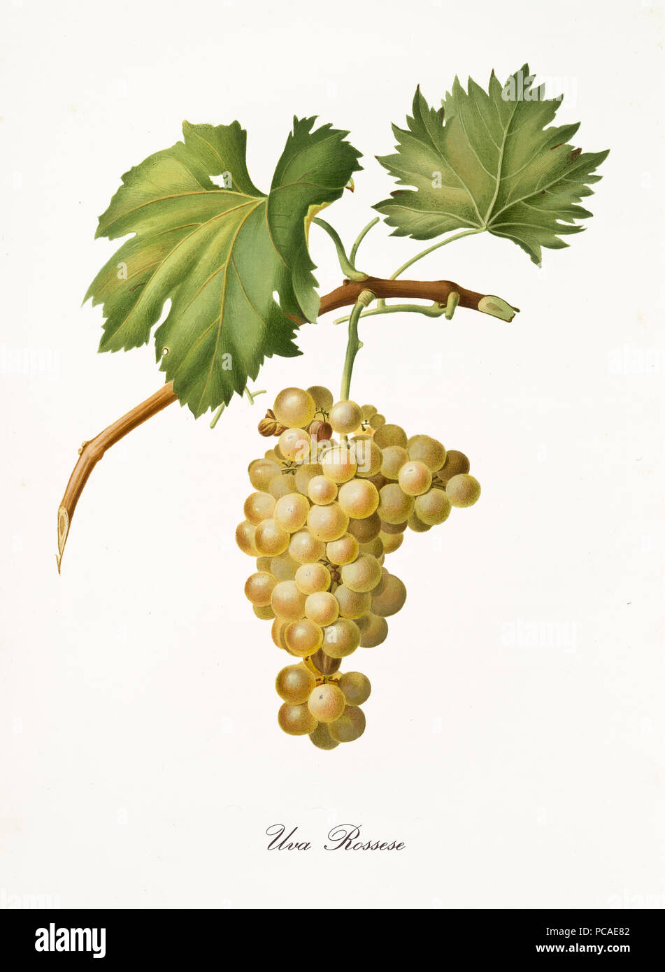 White grape hanging from part of vine branch with leaves. Elements are isolated over white background. Old detailed botanical illustration by Giorgio Gallesio published in 1817, 1839 Stock Photo