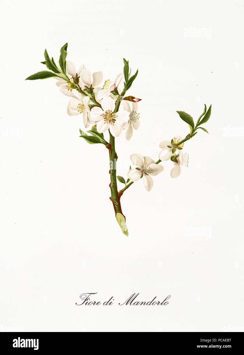 White almond tree flowers on a single branch. Element isolated on white background. Old detailed botanical illustration by Giorgio Gallesio published in 1817, 1839 Stock Photo