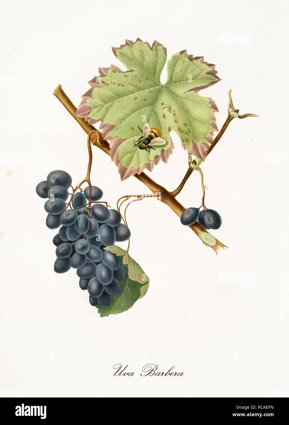 Barbera vine hot sale
