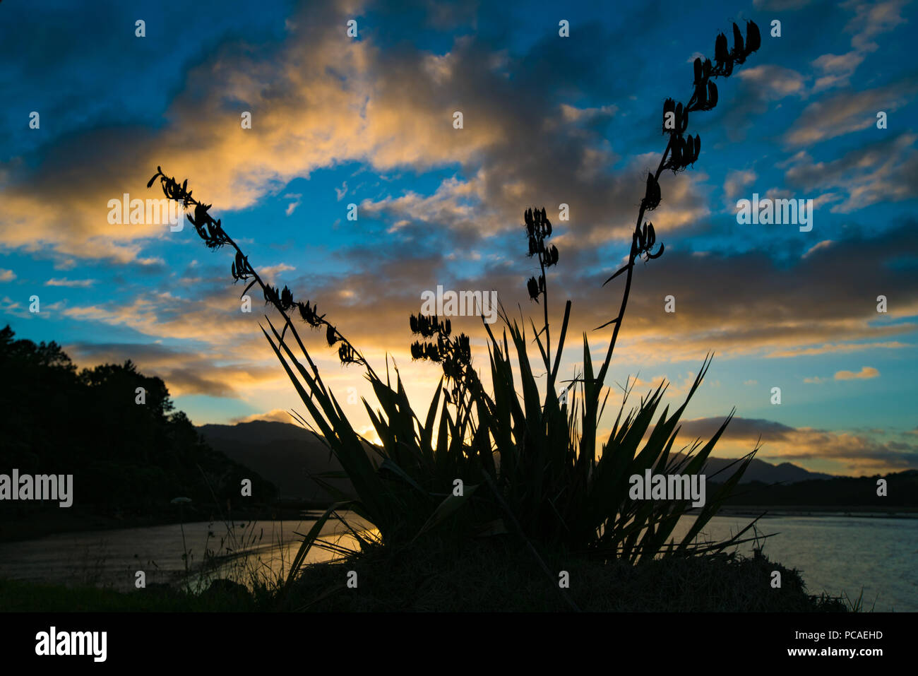 Silhouette of plants at sunset Stock Photo