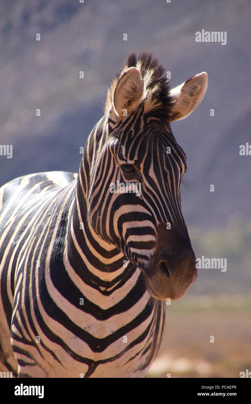 A zebra, Aquila Safari Game Reserve, Cape Town, South Africa, Africa
