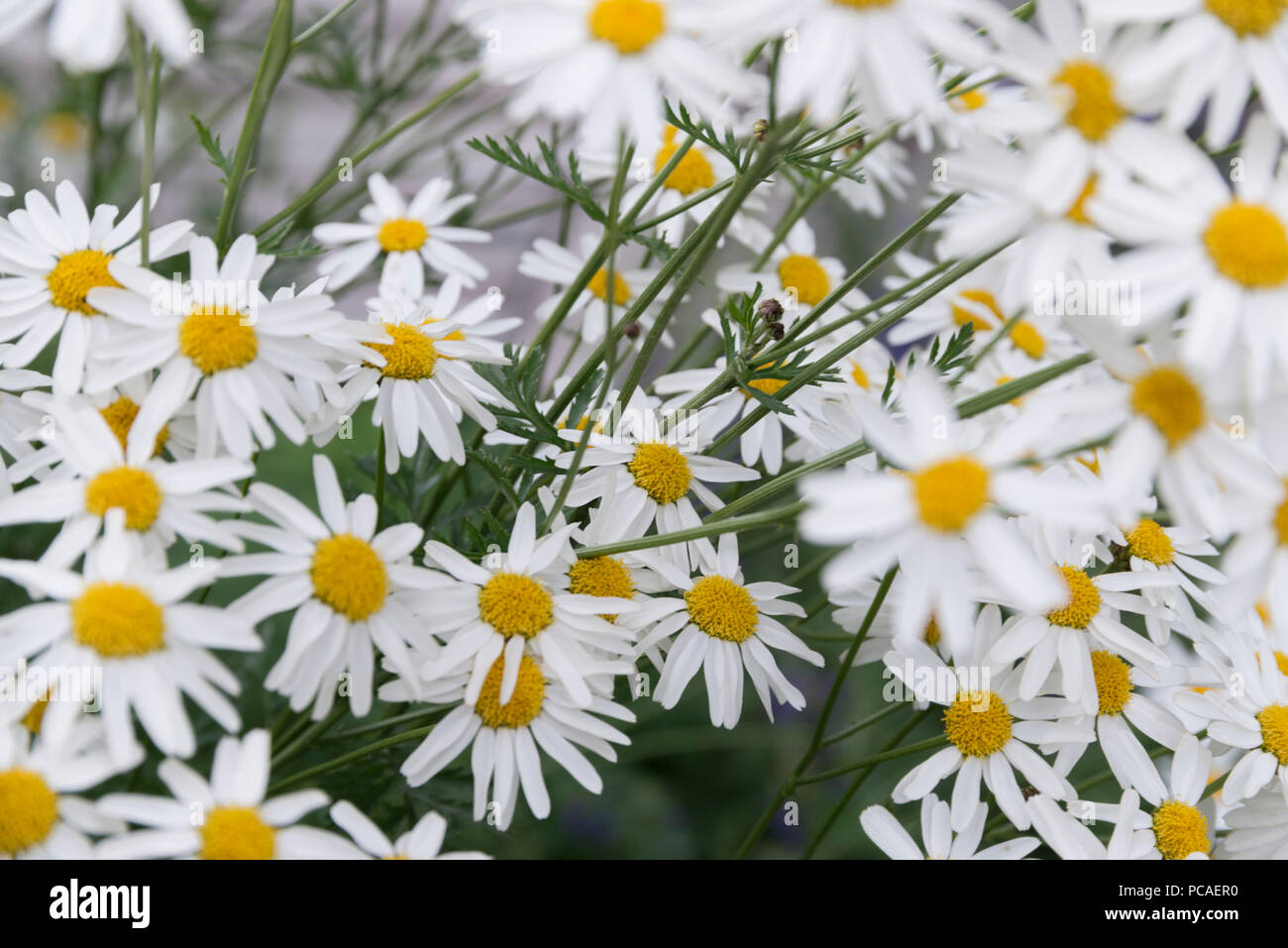 Pyrethrum in Botanical  Gardens in Oulu, Finland Stock Photo