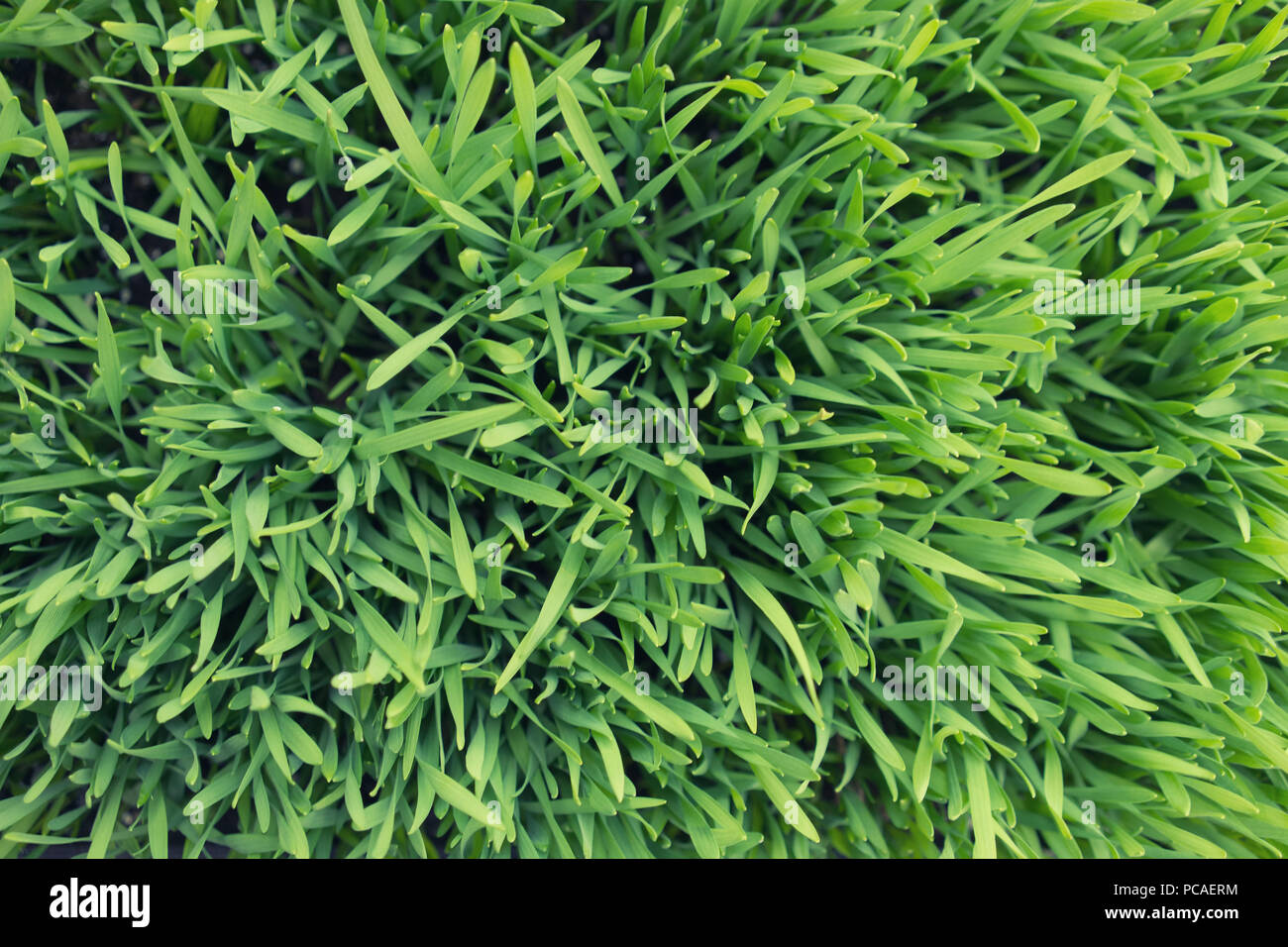 Lawn of young green grass like carpet for the background Stock Photo