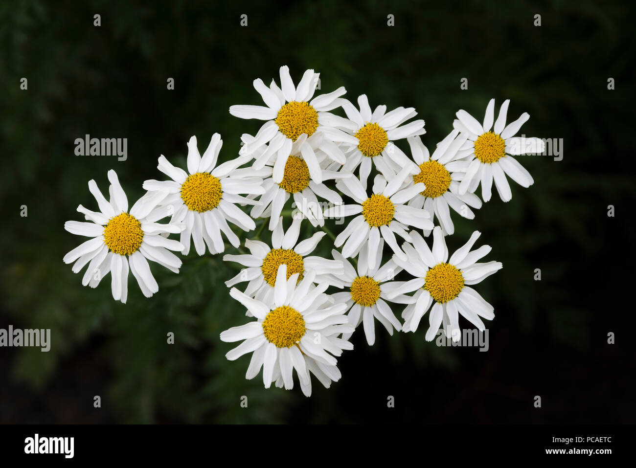 Pyrethrum in Botanical  Gardens in Oulu, Finland Stock Photo