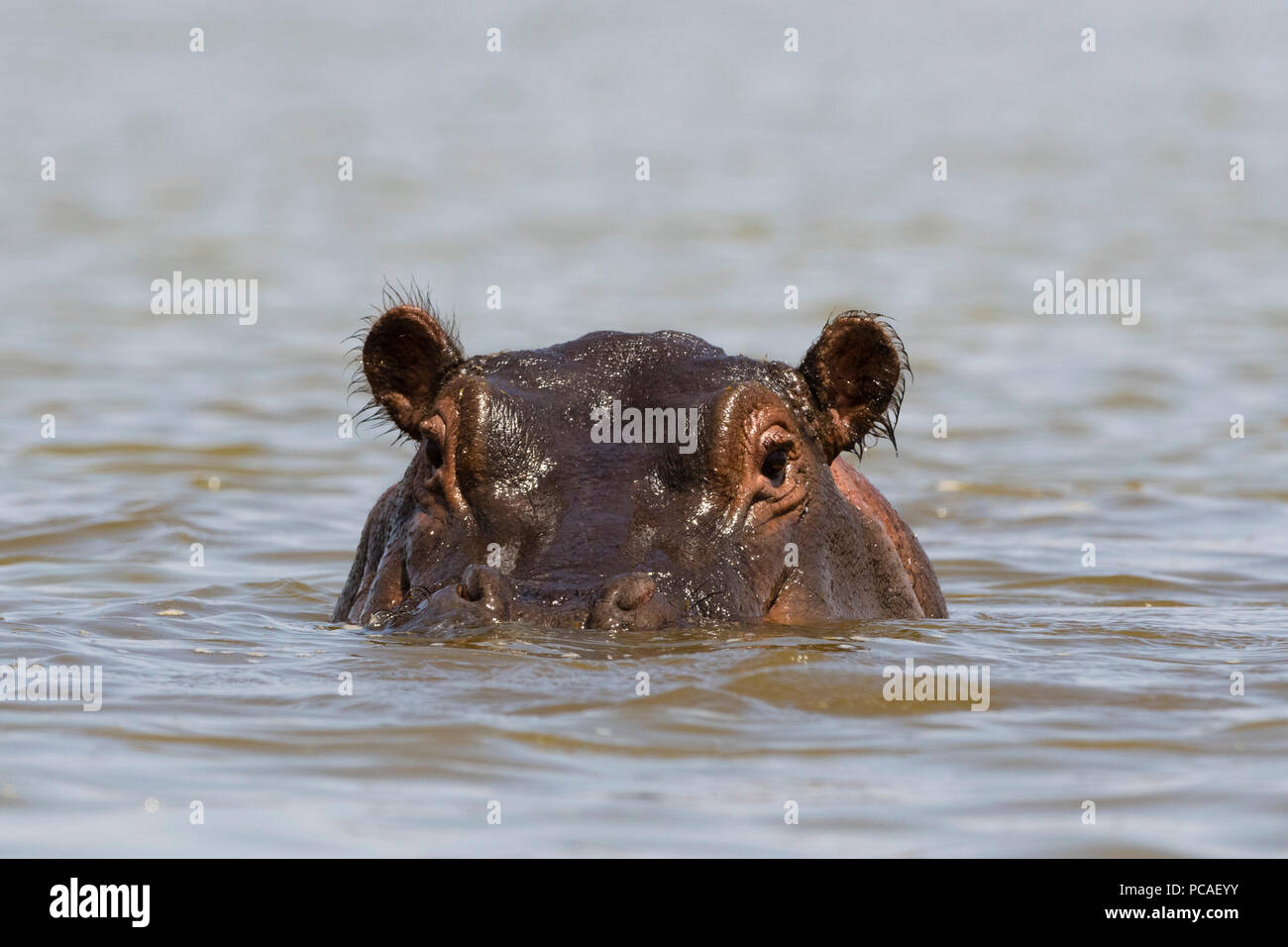 A hippopotamus (Hippopotamus amphibius), looking at the camera, Tsavo, Kenya, East Africa, Africa Stock Photo