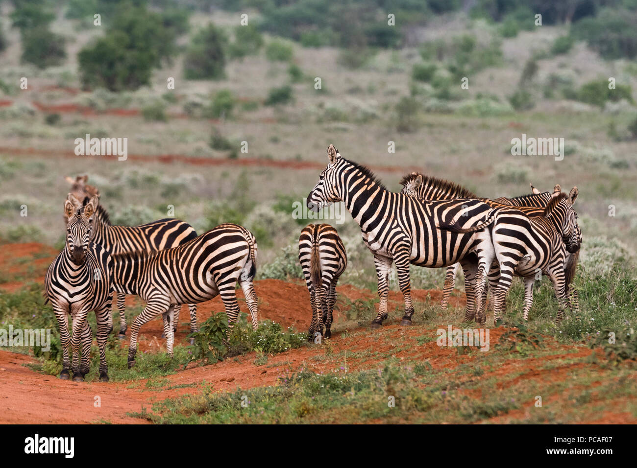 Plains zebras (Equus quagga), Tsavo, Kenya, East Africa, Africa Stock Photo