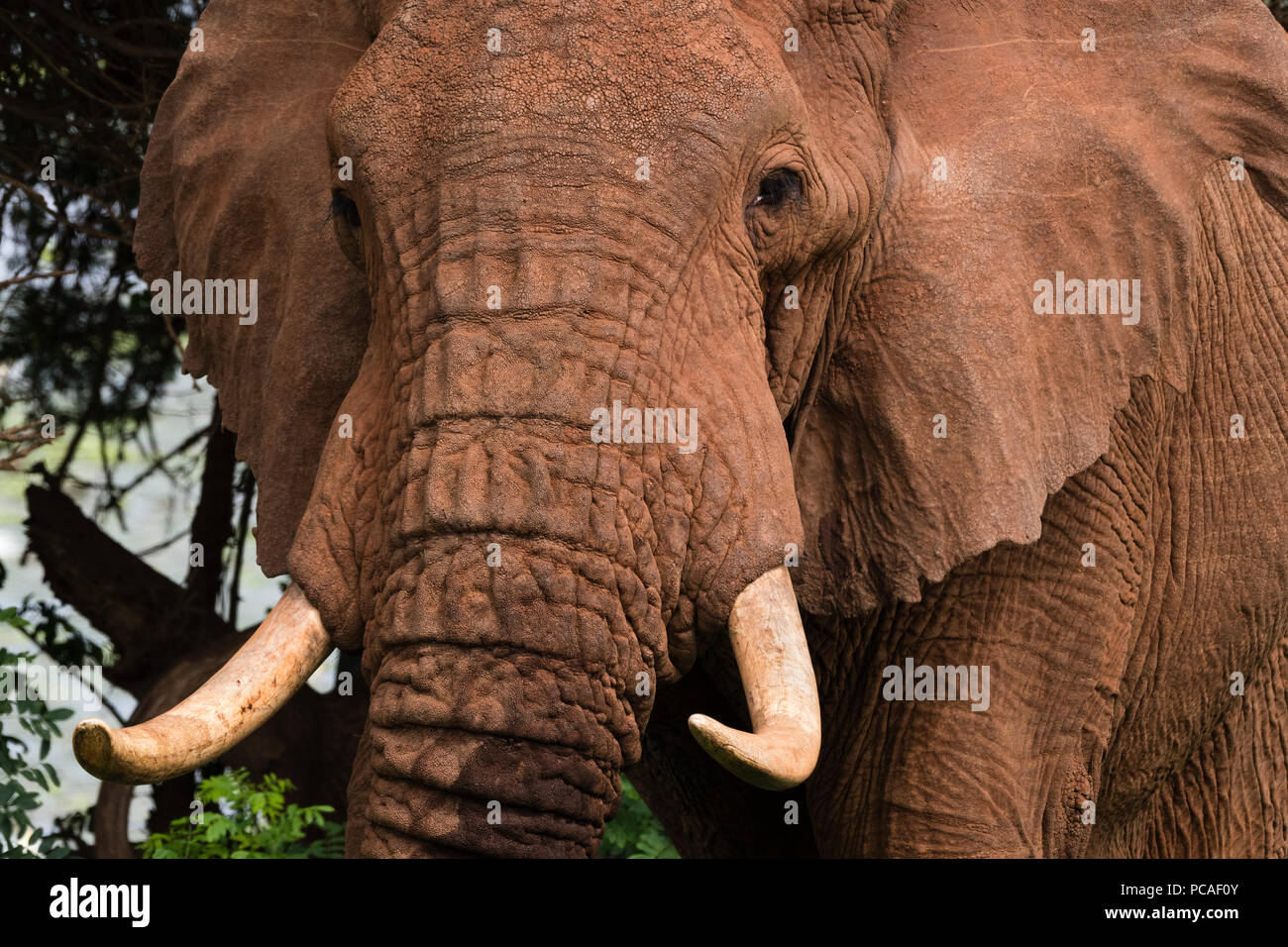 Close up portrait of an African elephant (Loxodonta africana), Tsavo, Kenya, East Africa, Africa Stock Photo