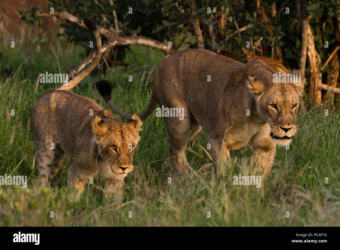 A lioness (Panthera leo) and cub, walking, Tsavo, Kenya, East Africa, Africa Stock Photo