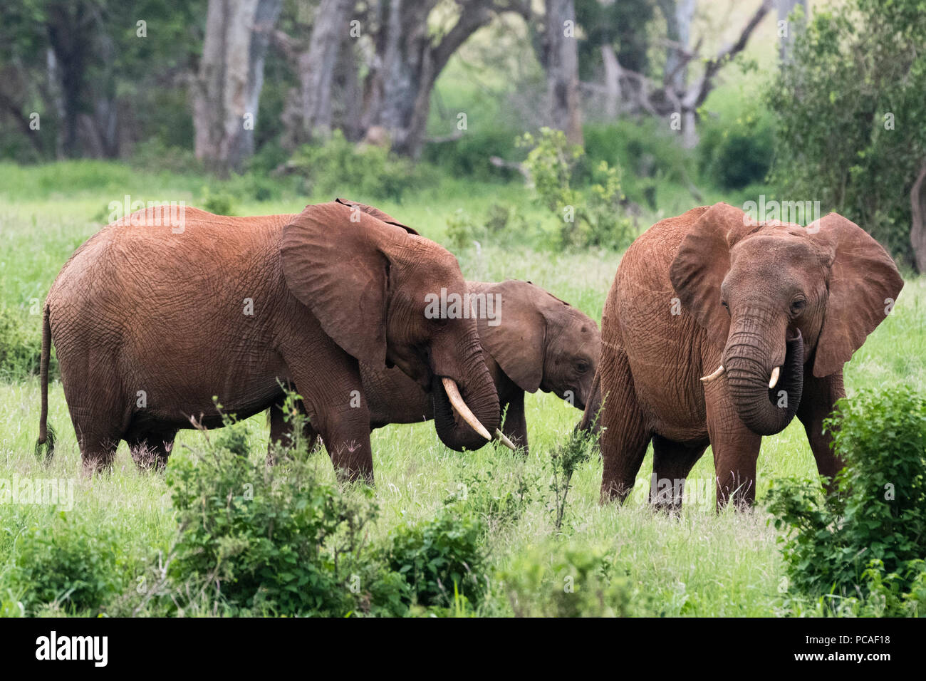 African elephants (Loxodonta africana), Tsavo, Kenya, East Africa, Africa Stock Photo