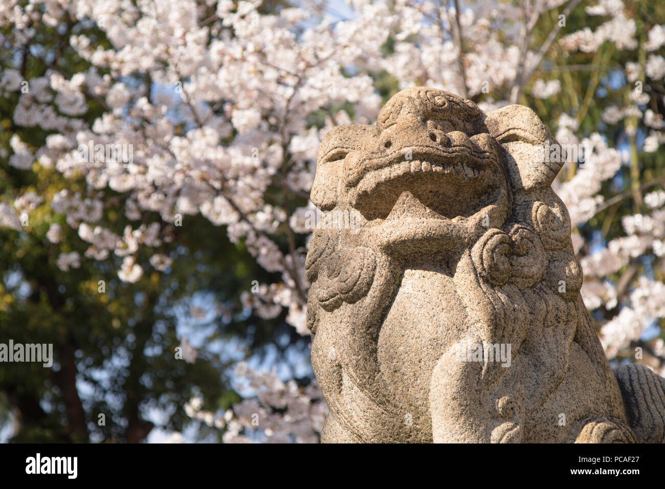 Cherry blossom and lion statue at Ikuta Jinja shrine, Kobe, Kansai, Japan, Asia Stock Photo