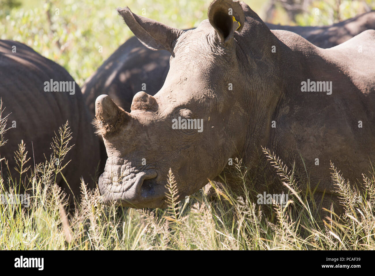 A group of white rhinos (Ceratotherium simum) (square-lipped rhinoceros), Matobo National Park, Zimbabwe, Africa Stock Photo