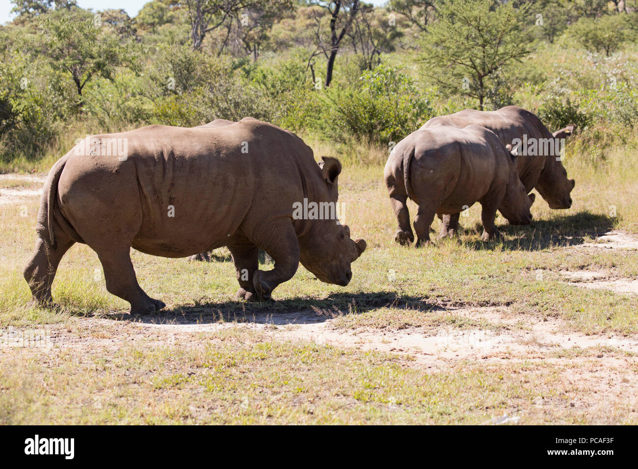 A group of white rhinos (Ceratotherium simum) (square-lipped rhinoceros), in Matobo National Park, Zimbabwe, Africa Stock Photo