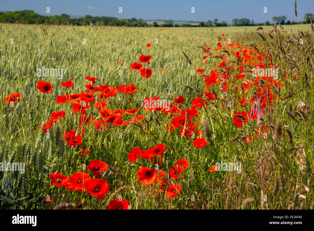 Poppies in poppy field, Cambridgeshire, England, United Kingdom, Europe Stock Photo