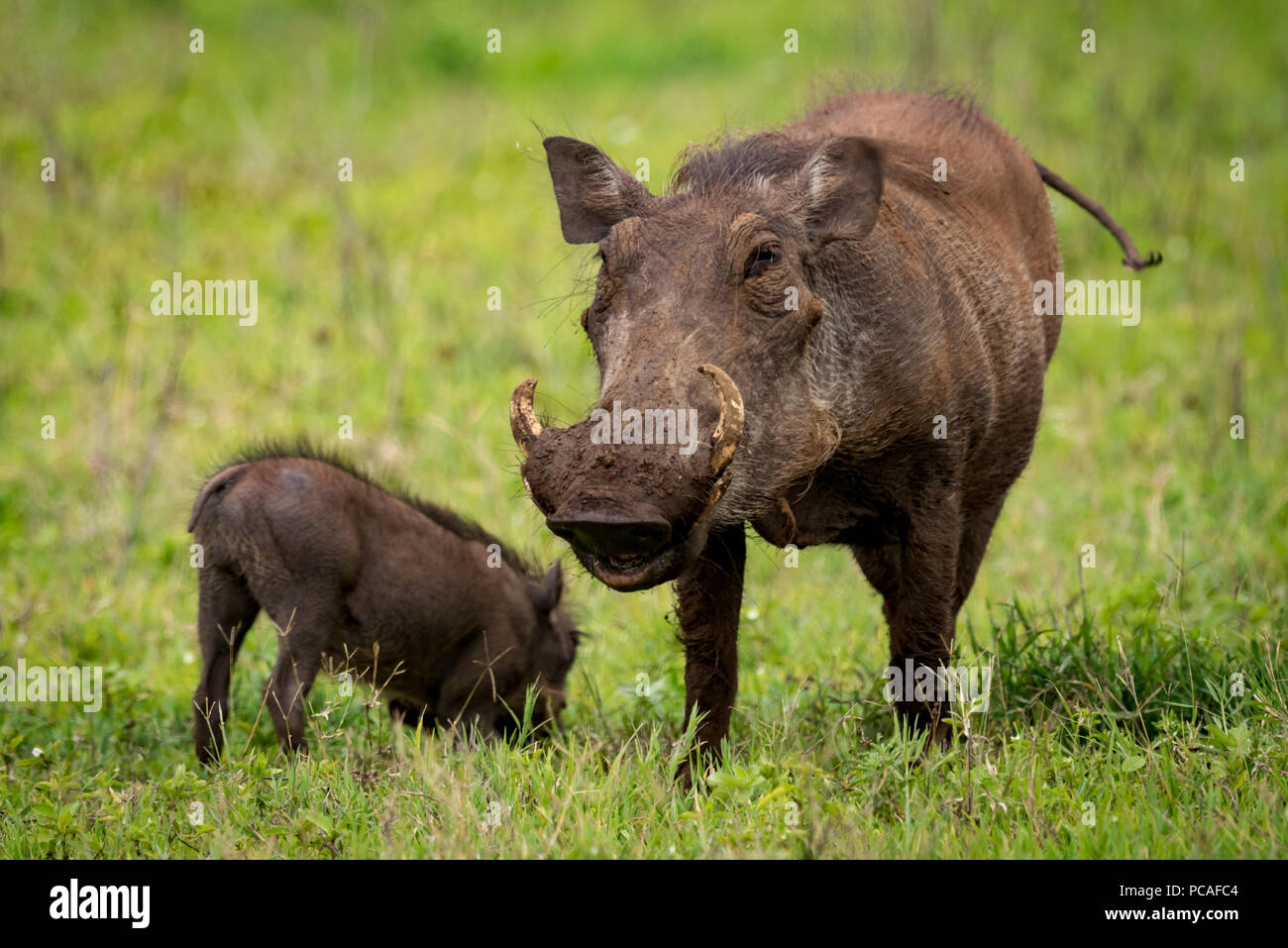 Warthog facing camera on grassland with baby Stock Photo - Alamy