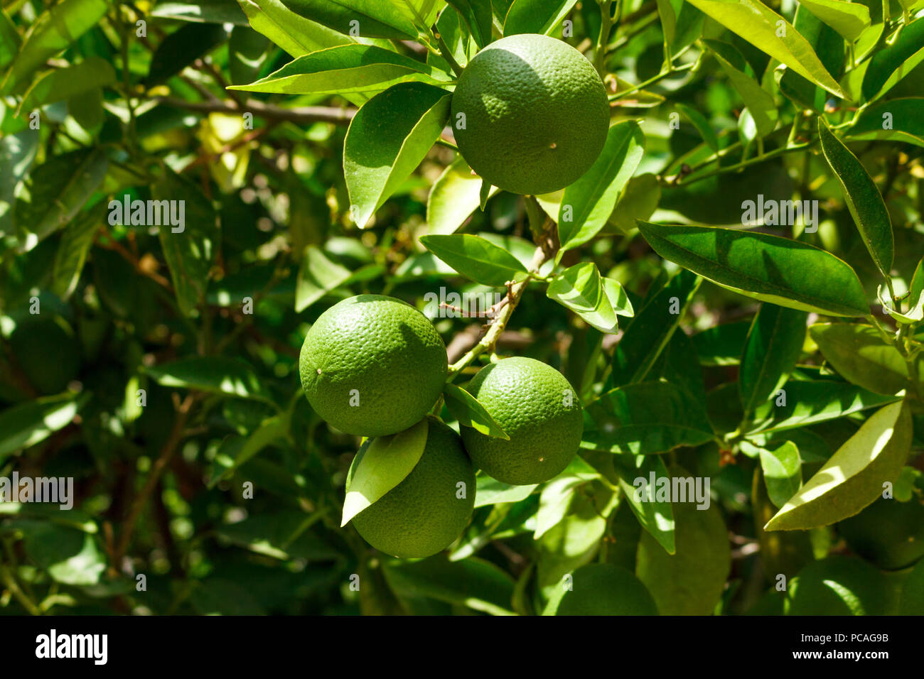 Fresh young limes on tree green background. Stock Photo