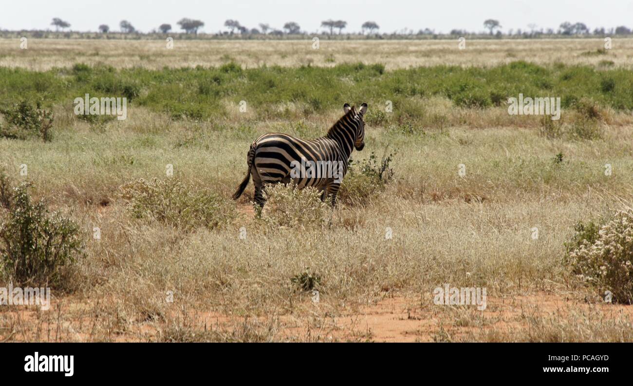 wild living zebras in the savanna of national park in kenya Stock Photo Alamy