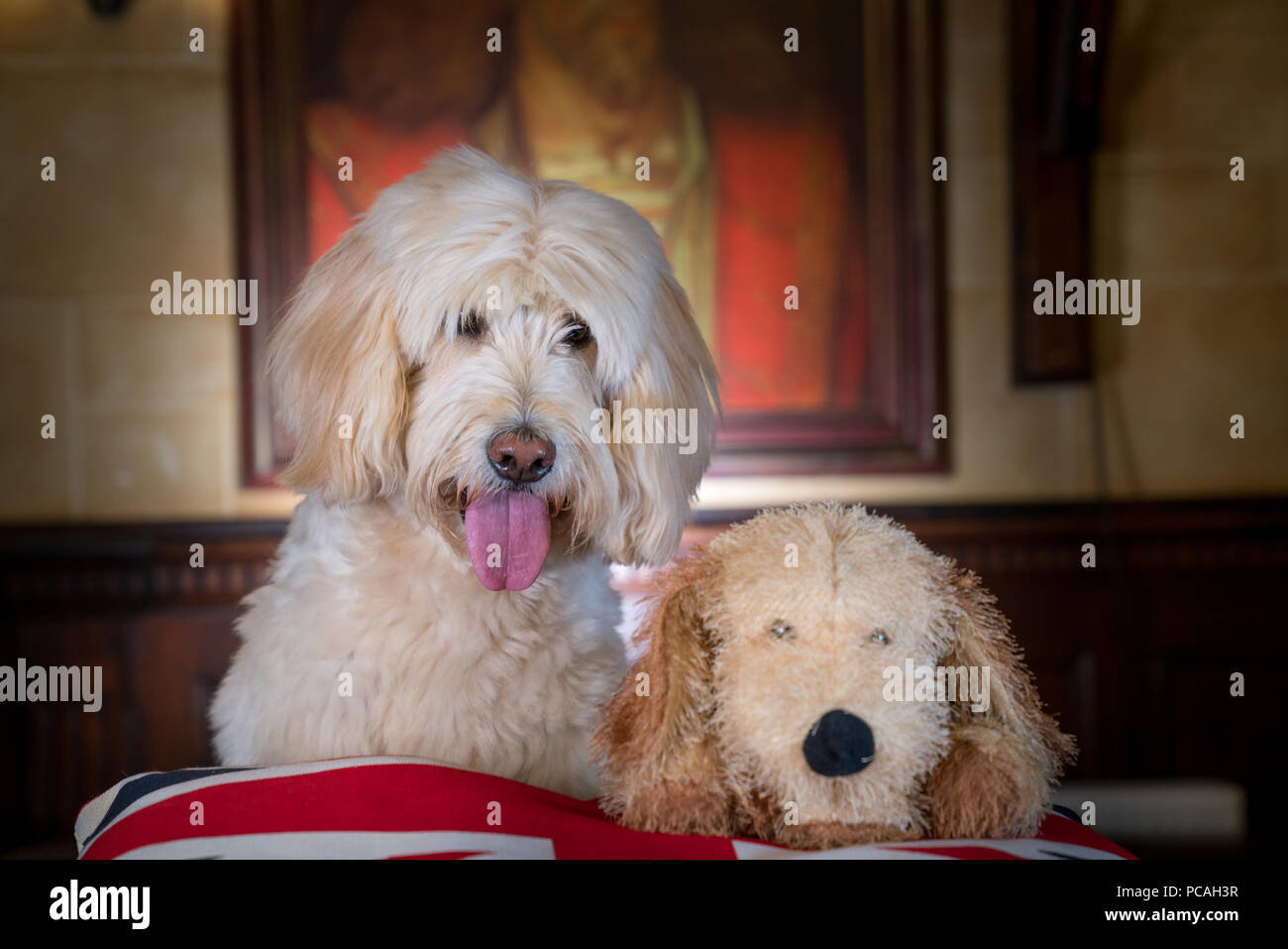 Cole, Labradoodle, Superstar Stock Photo
