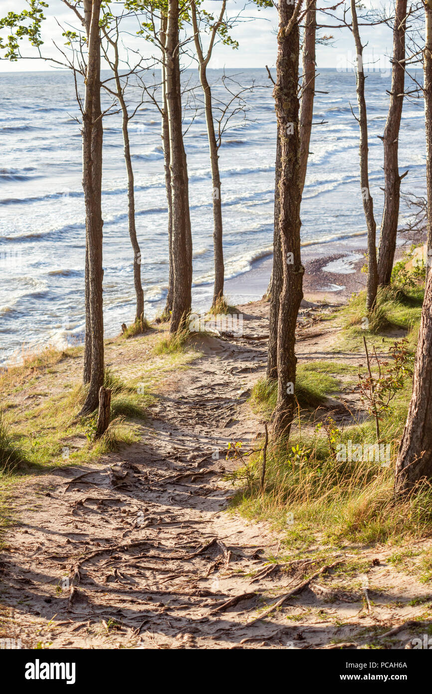 forest path on sea shore by bright summer evening Stock Photo
