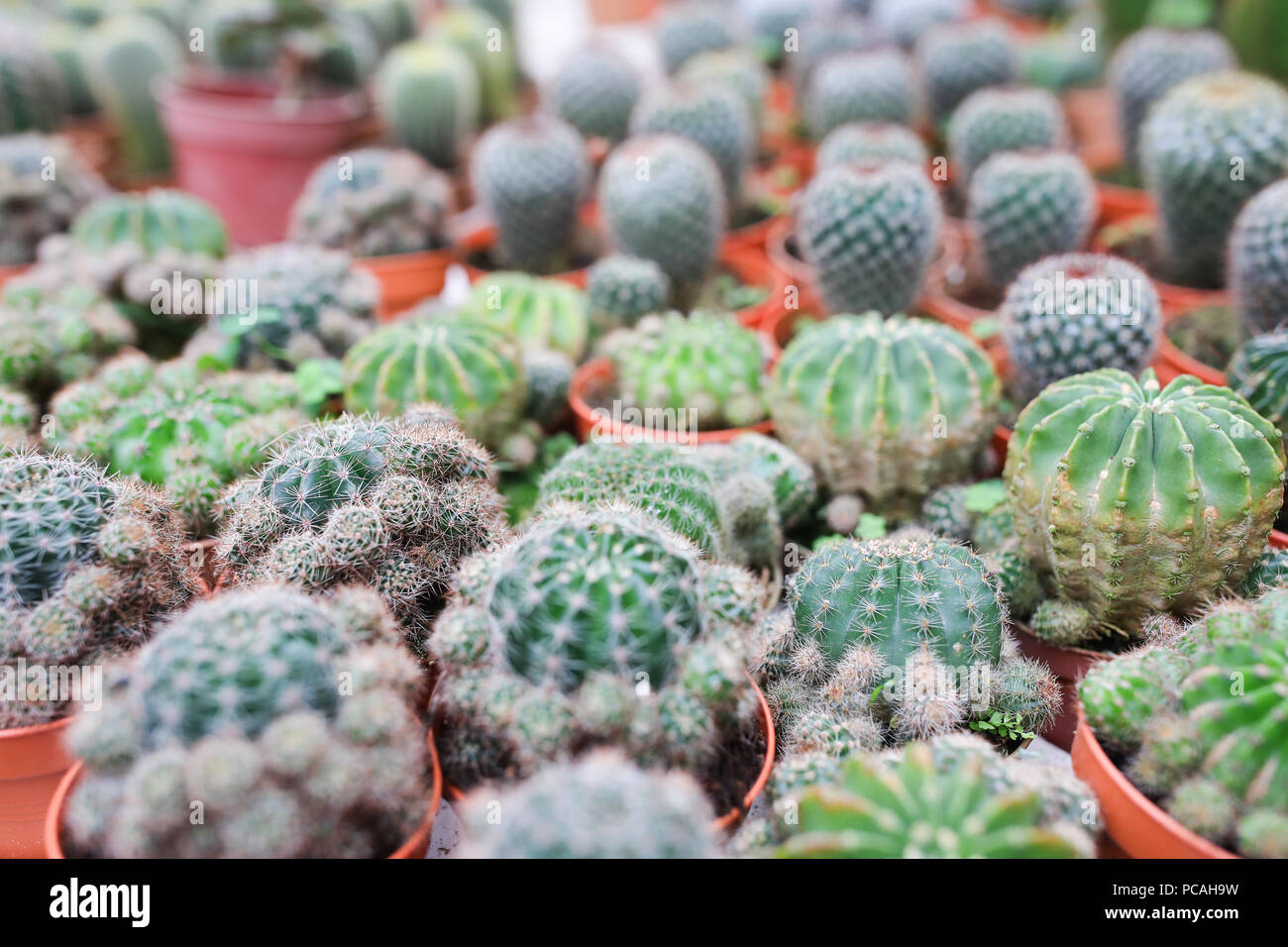 Cactus farm at Cameron Highland Malaysia Stock Photo - Alamy