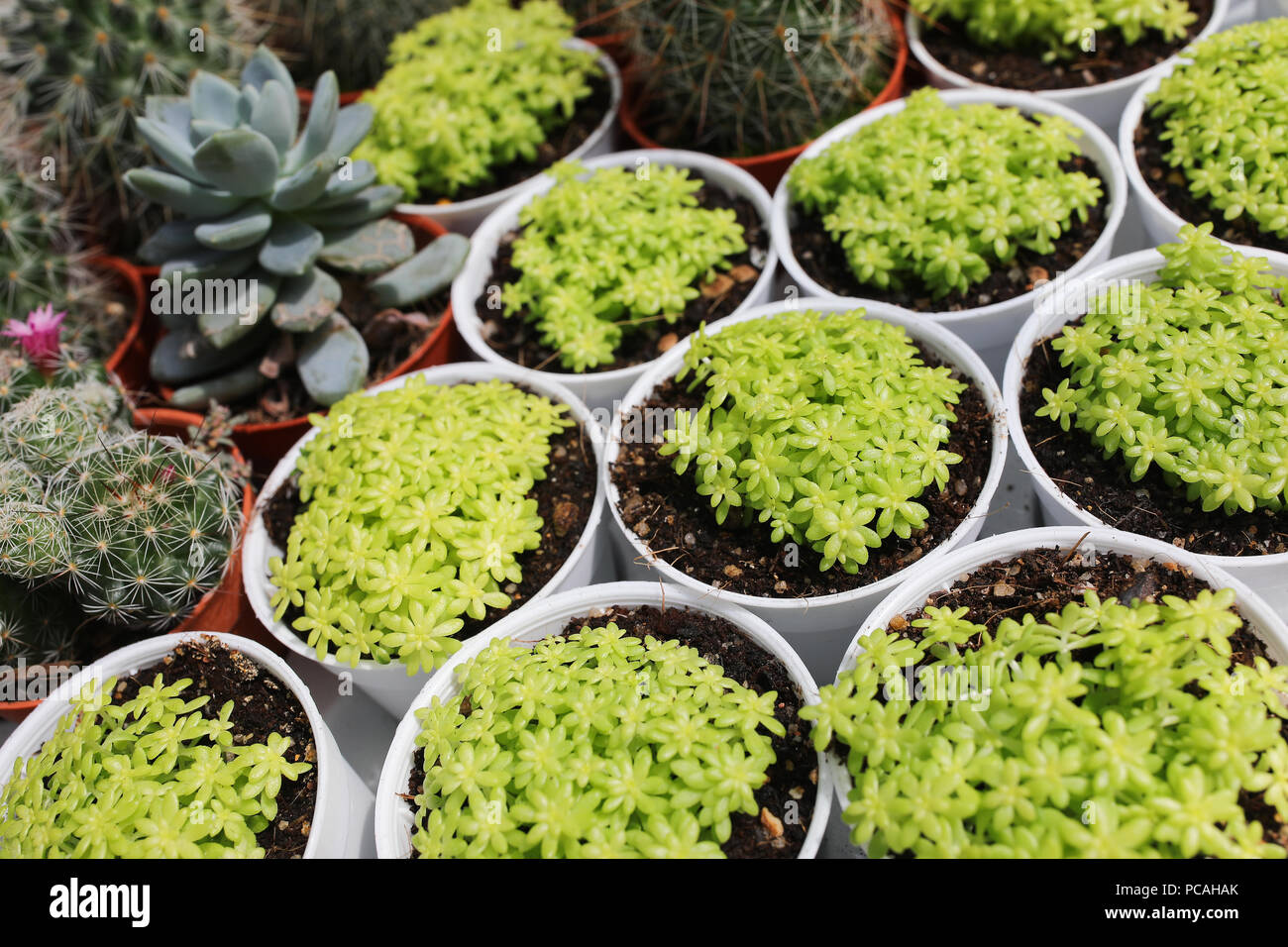 Cactus farm at Cameron Highland Malaysia Stock Photo - Alamy